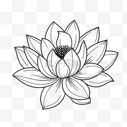 带花瓣和茎的莲花以黑白轮廓草图