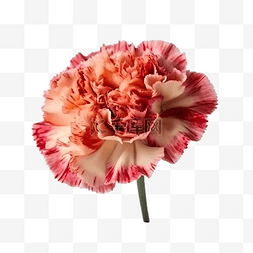 红色康乃馨花朵图片_康乃馨植物红色