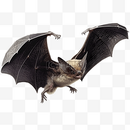 飞翔的黑色蝙蝠立体动物3d建模