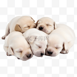 一群狗睡觉图片_一群宠物拉布拉多犬幼崽挤在一起