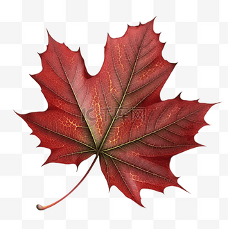 红色树叶图案图片_红色树叶图案素材-红色树叶图案图片大全-千库网