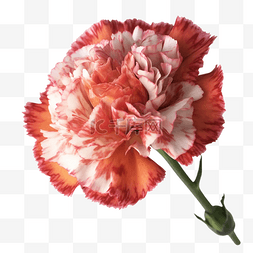 水彩漂亮的红色花图片_康乃馨花枝花瓣美丽