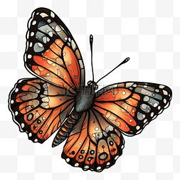 一只蝴蝶图片图片_蝴蝶橙红色图案