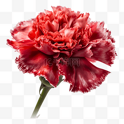 水彩漂亮的红色花图片_康乃馨花瓣鲜艳