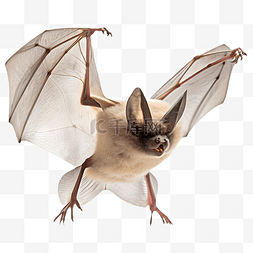 张开翅膀飞翔的蝙蝠3d立体建模