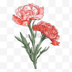红色鲜花花束图片_康乃馨红色好看图案