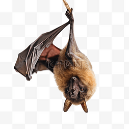飞的动物卡通图片_倒挂的蝙蝠3d立体动物建模