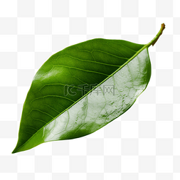 绿色茶叶插画图片_茶叶树叶植物透明