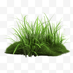 景观小景图片_草丛绿色的植物