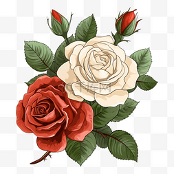 红白玫瑰图片_玫瑰红白色图案