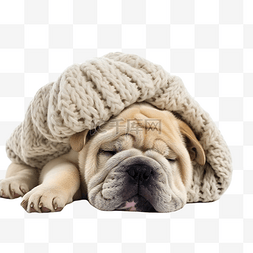 带着毛线帽子的沙皮狗睡觉