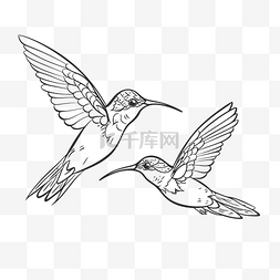 白的羽毛图片_蜂鸟飞行轮廓草图的插图绘制 向