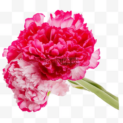 粉色母亲节花卉图片_母亲节粉红色康乃馨