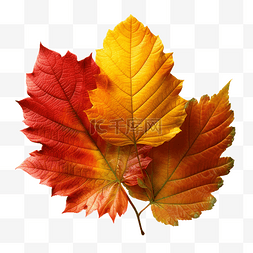 秋天香山红叶图片_枫叶植物树叶透明