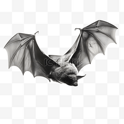 黑色蝙蝠张开翅膀飞翔动物3d建模