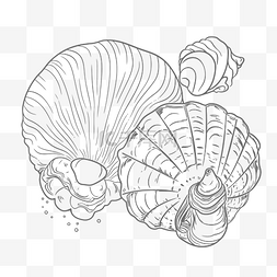植物海洋图片_贝壳是用黑线画轮廓草图绘制的 