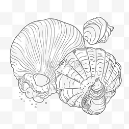 双11黑线框图片_贝壳是用黑线画轮廓草图绘制的 