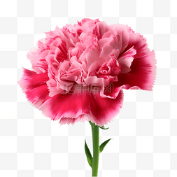 粉色花卉插画图片_康乃馨花瓣花卉红色透明