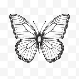 蝴蝶画在白色背景轮廓草图上 向