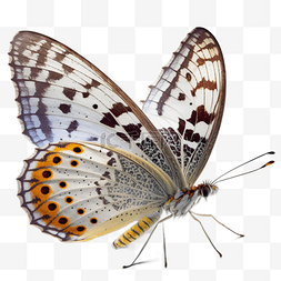 可爱昆虫插画图片_白色纯色蝴蝶标本模型