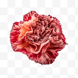 水彩漂亮的红色花图片_康乃馨植物茂盛