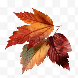 秋季红枫树图片_枫叶落叶红色透明