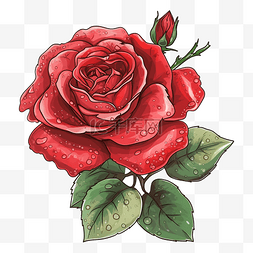 玫瑰浑身露珠图案