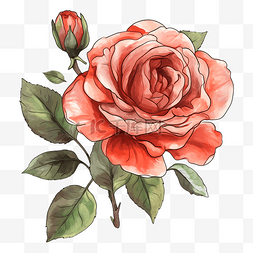 玫瑰粉色美丽图案