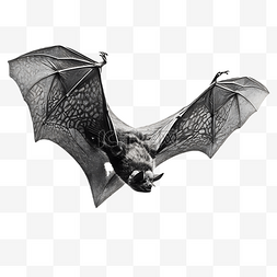 黑色蝙蝠翅膀图片_飞翔的黑色蝙蝠张开翅膀3d立体建