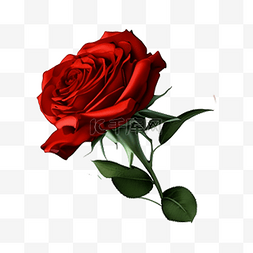 美丽红玫瑰花图片_玫瑰红色美丽