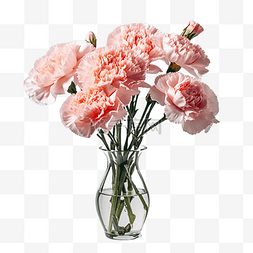 康乃馨花卉粉色