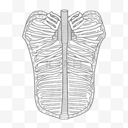 胸腔的解剖与线条画轮廓草图 向