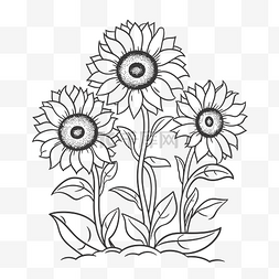 黑色和白色的轮廓图片_三朵向日葵着色页轮廓素描 向量