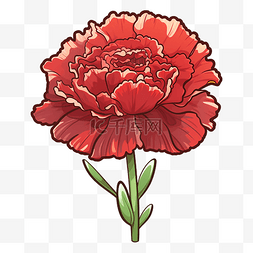 红色康乃馨花朵图片_康乃馨红色绚丽图案