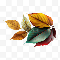 枫叶边框底纹素材图片_叶子秋季树叶