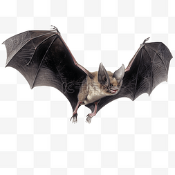 飞的动物卡通图片_黑色的飞翔蝙蝠动物3d立体建模