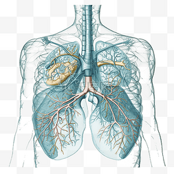 人体三维图片_肺蓝色创意