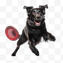 聪明的小狗图片_可爱的黑色宠物拉布拉多犬在接飞