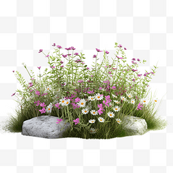 花朵石头图片_草丛石头绿植