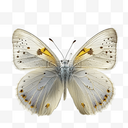 白色创意蝴蝶元素图片_白色素雅蝴蝶实物图