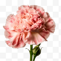 送花的手图片_康乃馨母亲节花卉粉色