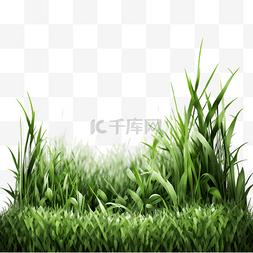 草地草坪绿色插画