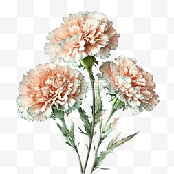 康乃馨水彩花卉插图