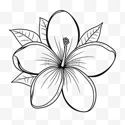 白芙蓉图片_在白色背景轮廓草图上绘制芙蓉花