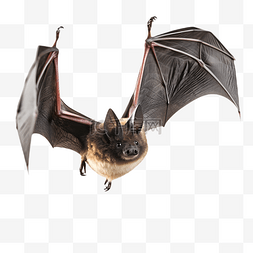 野生黑图片_黑色蝙蝠张开翅膀飞翔动物3d立体