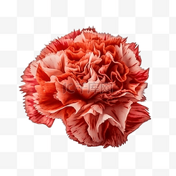 康乃馨花朵红色图片_康乃馨植物鲜艳