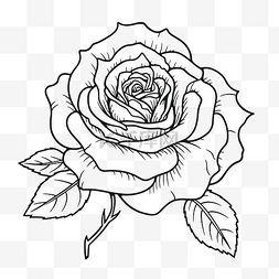白色线描花图片_玫瑰着色页 玫瑰着色页 玫瑰着色