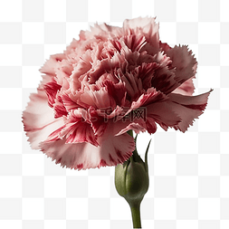 一朵康乃馨花束图片_花朵粉色漂亮