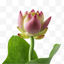 插画水图片_绿色荷叶粉色荷花花卉植物摄影图