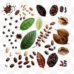 咖啡豆真实图